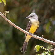 Tropical Kingbird