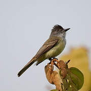 Dusky-capped Flycatcher