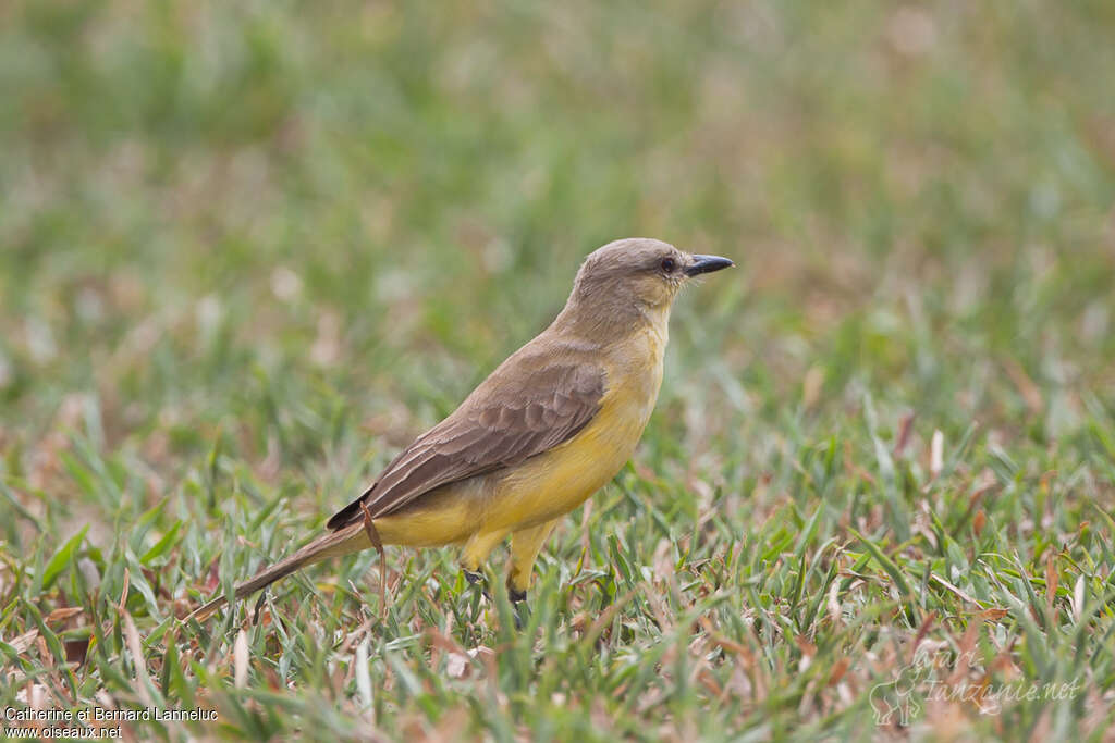 Tyran querelleur adulte, identification