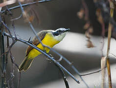 Great Kiskadee