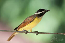 Great Kiskadee