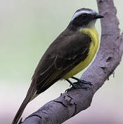 Social Flycatcher