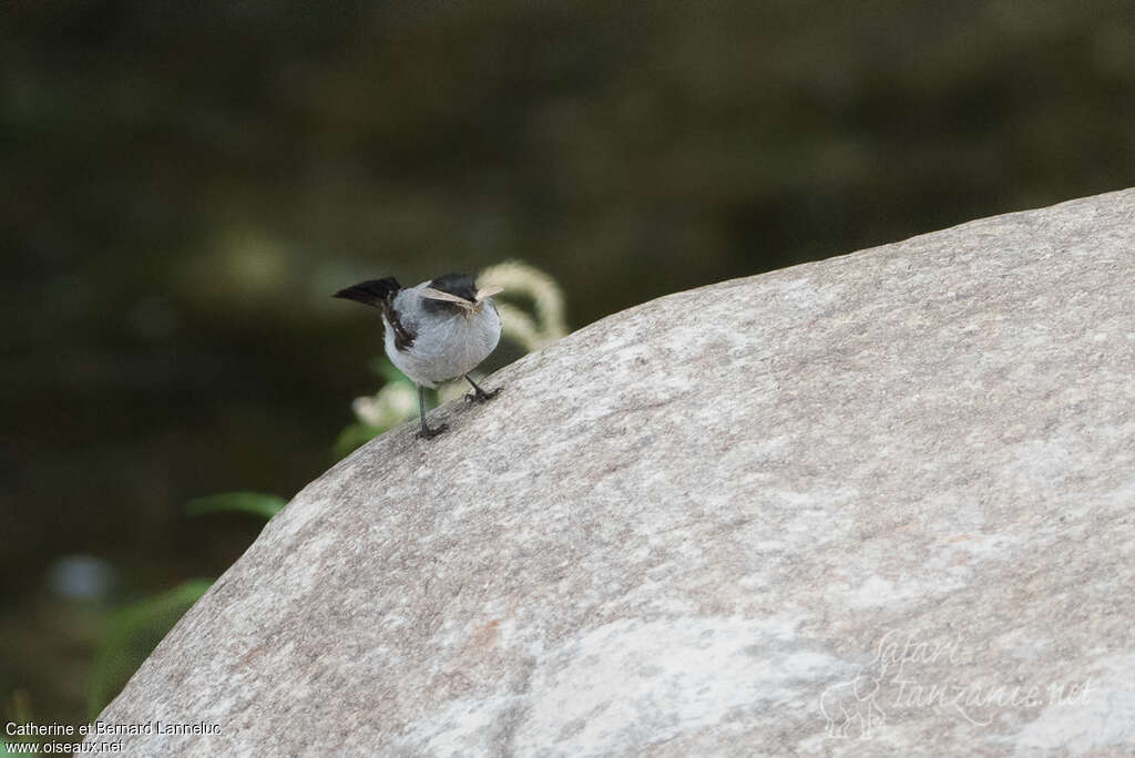 Tyranneau des torrentsadulte, habitat, régime