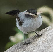 Torrent Tyrannulet