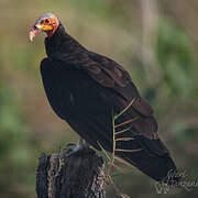 Lesser Yellow-headed Vulture