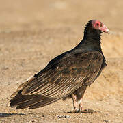 Turkey Vulture