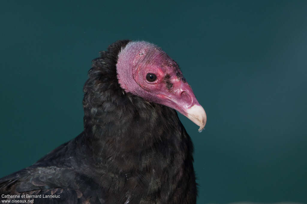 Urubu à tête rougeadulte, portrait