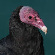 Turkey Vulture