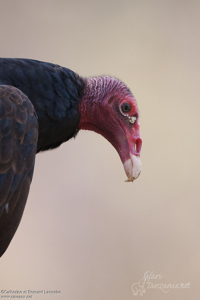 Turkey Vultureadult, close-up portrait