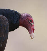 Turkey Vulture