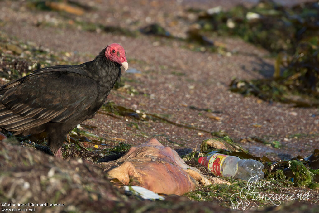 Turkey Vultureadult, feeding habits