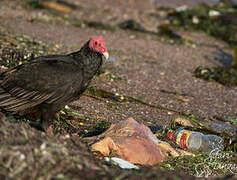 Turkey Vulture