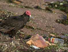 Turkey Vulture