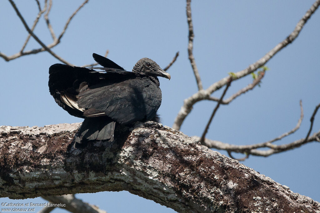 Urubu noiradulte, identification