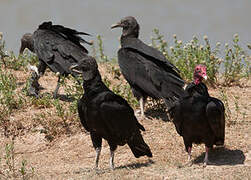 Black Vulture