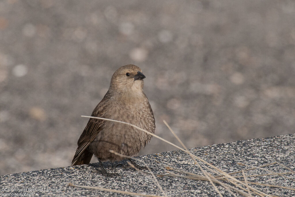 Brown-headed Cowbird female adult, identification