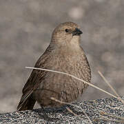 Brown-headed Cowbird