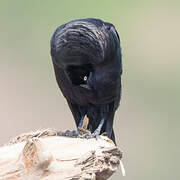 Giant Cowbird