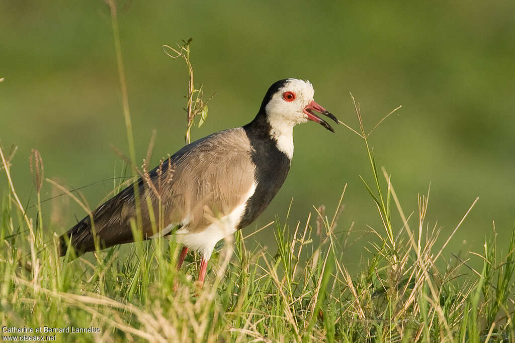 Long-toed Lapwingadult, Behaviour