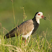 Vanneau à ailes blanches