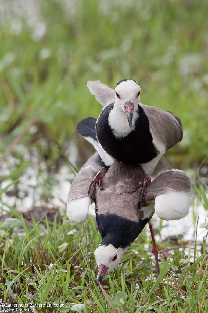 Long-toed Lapwingadult, mating.