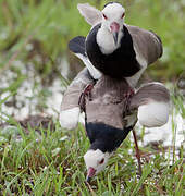 Long-toed Lapwing