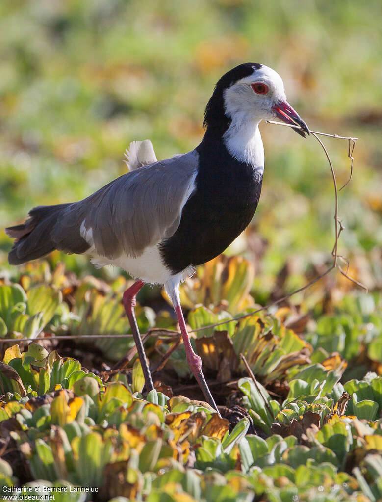 Long-toed Lapwingadult, Reproduction-nesting