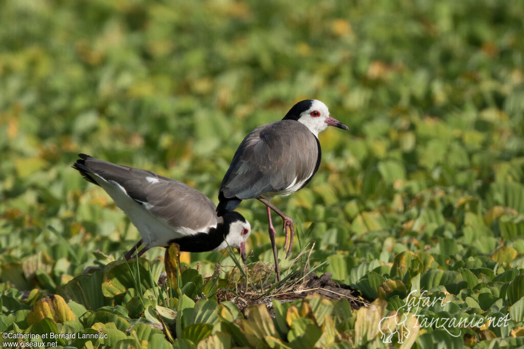 Vanneau à ailes blanchesadulte, Nidification