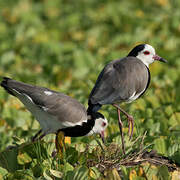 Long-toed Lapwing