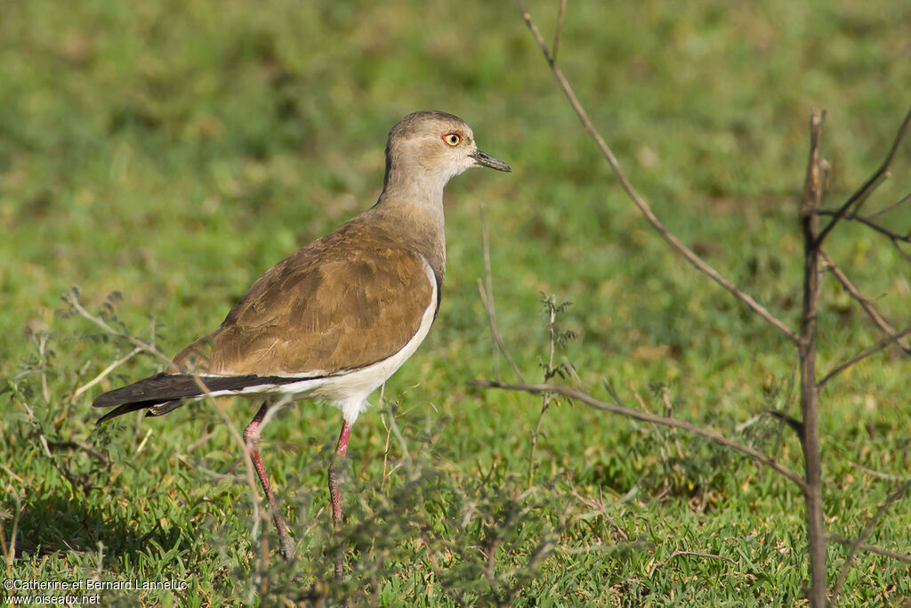 Vanneau à ailes noiresadulte, identification