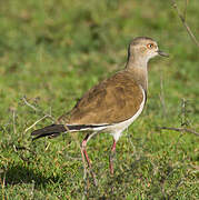 Black-winged Lapwing