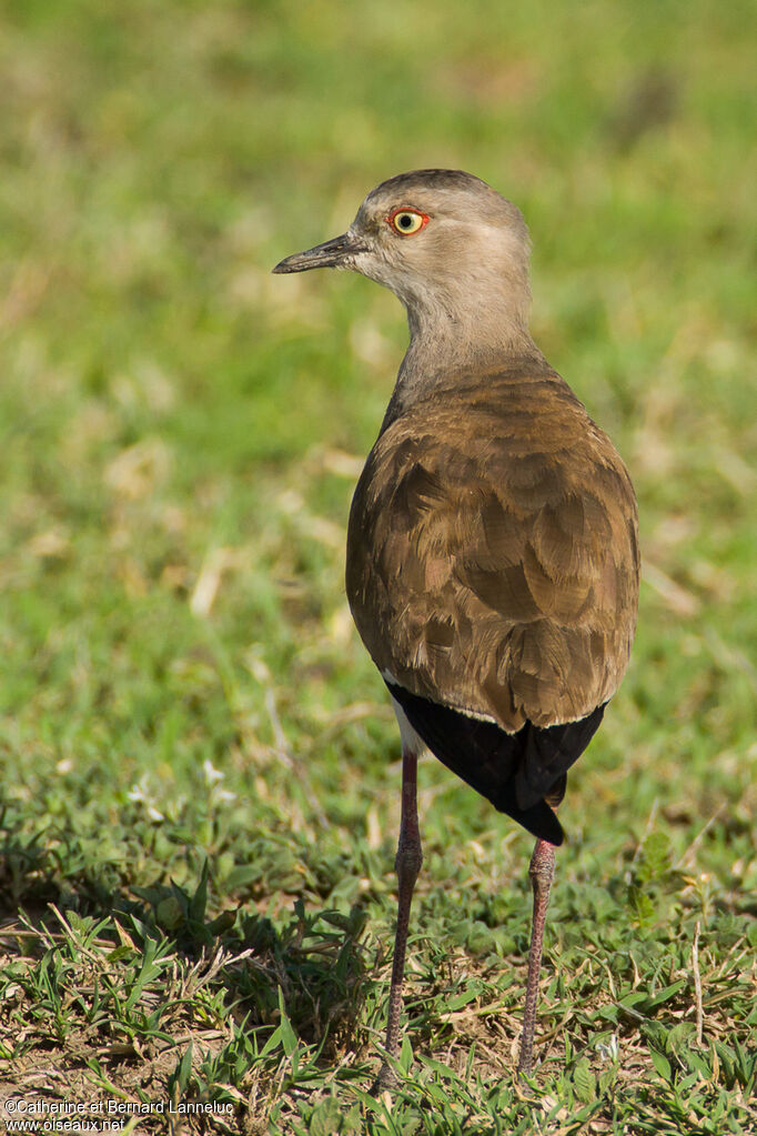 Vanneau à ailes noiresadulte