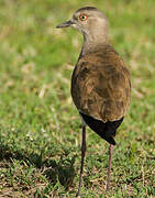 Black-winged Lapwing