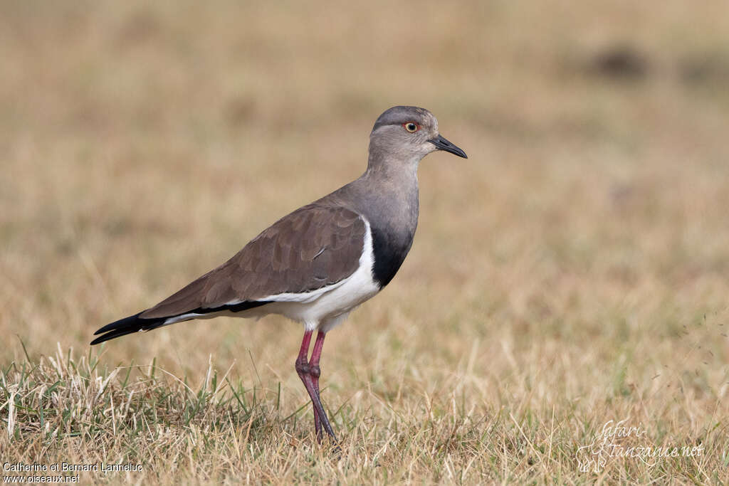 Vanneau à ailes noiresadulte, identification