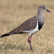 Black-winged Lapwing