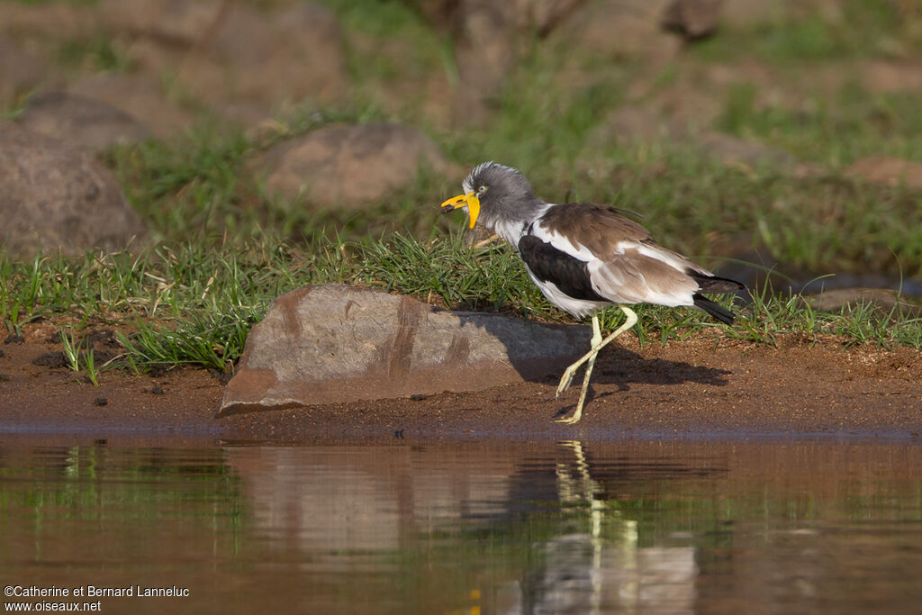 White-crowned Lapwingadult, habitat, walking