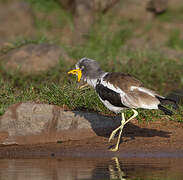 White-crowned Lapwing