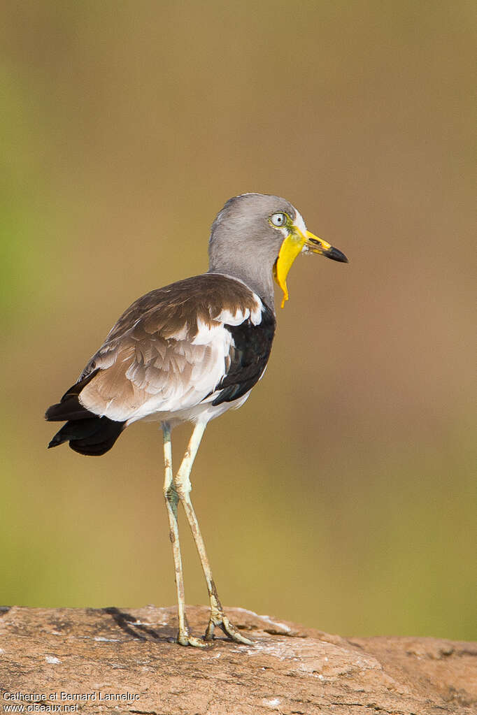 White-crowned Lapwingadult