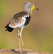 White-crowned Lapwing