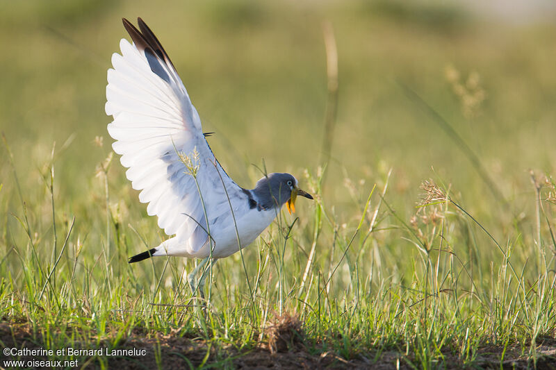 White-crowned Lapwingadult, Flight, Behaviour