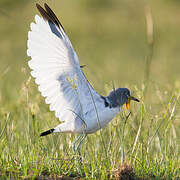 White-crowned Lapwing