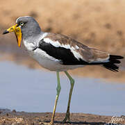 White-crowned Lapwing