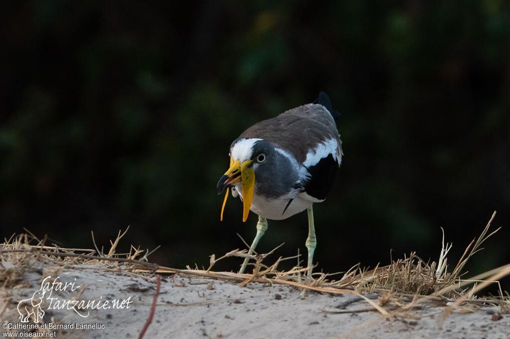 White-crowned Lapwingadult