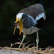 White-crowned Lapwing