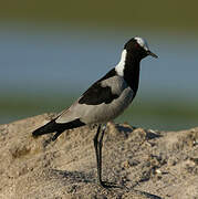 Blacksmith Lapwing