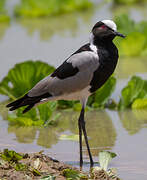 Blacksmith Lapwing