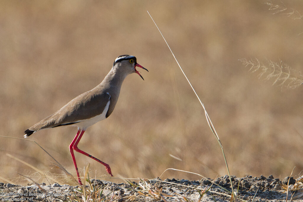 Crowned Lapwingadult, Behaviour