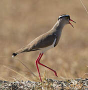 Crowned Lapwing