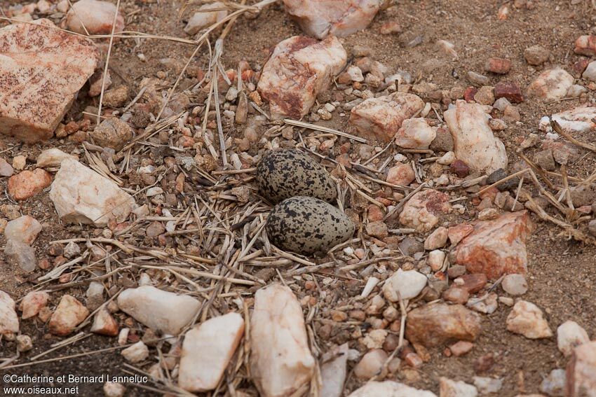 Crowned Lapwing, Reproduction-nesting