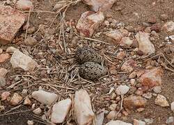 Crowned Lapwing